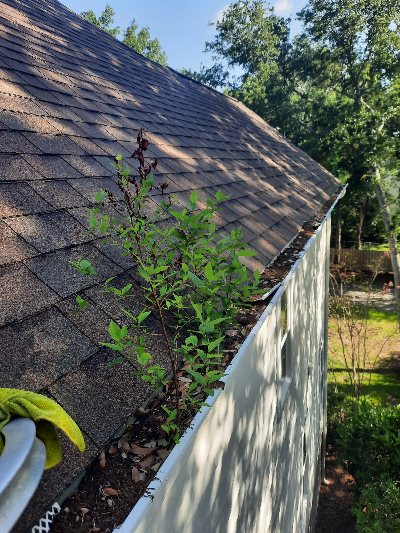 plants growing in gutters