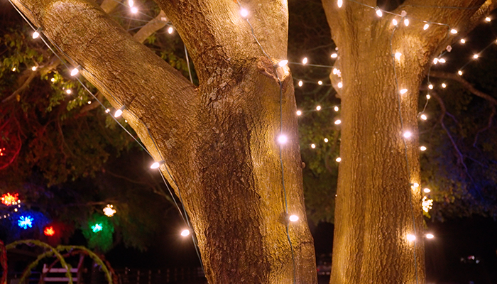 two trees with holiday lights