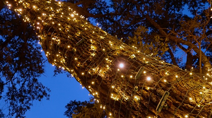 a branch covered in holiday lights by window ninjas