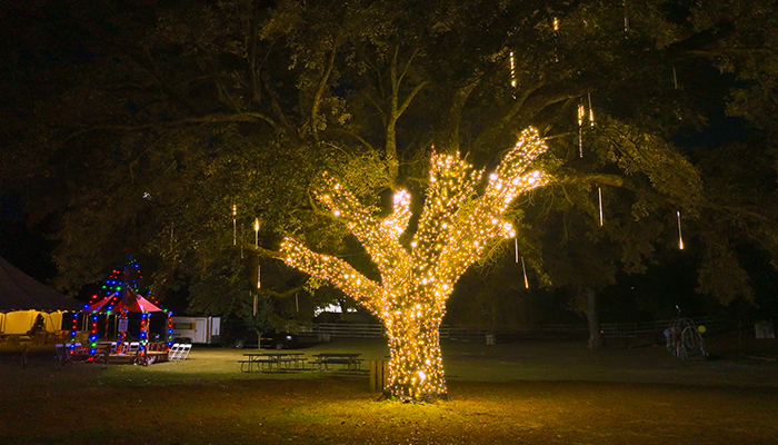 full tree with holiday lights by window ninjas