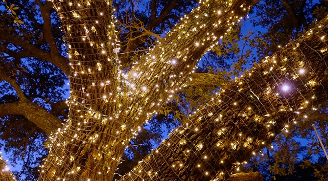 branches with holiday lights